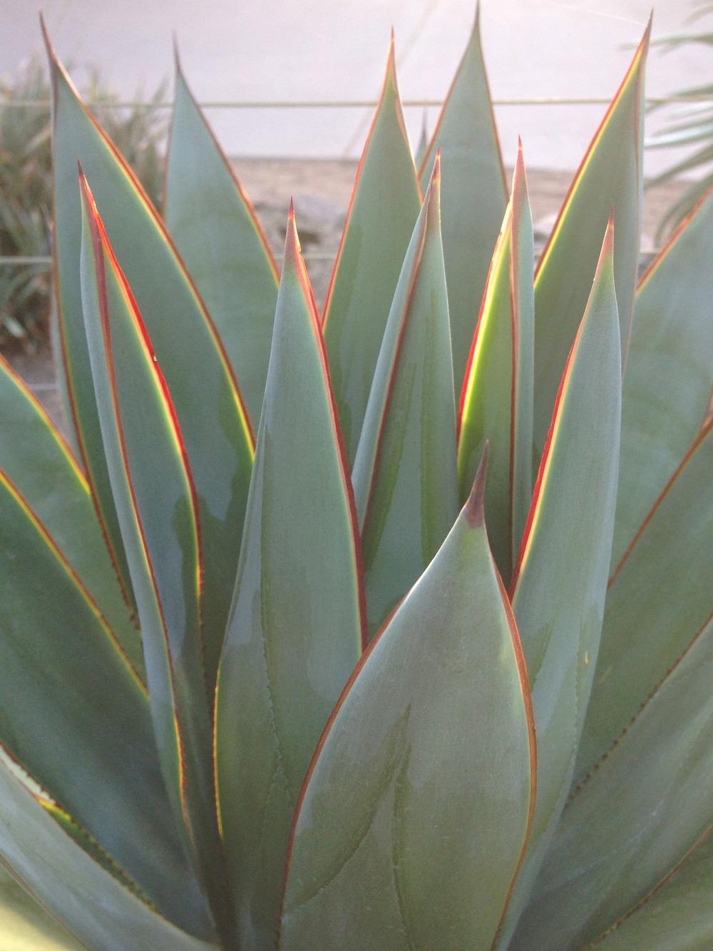 Photo of Agave 'Blue Glow' uploaded by sheryl