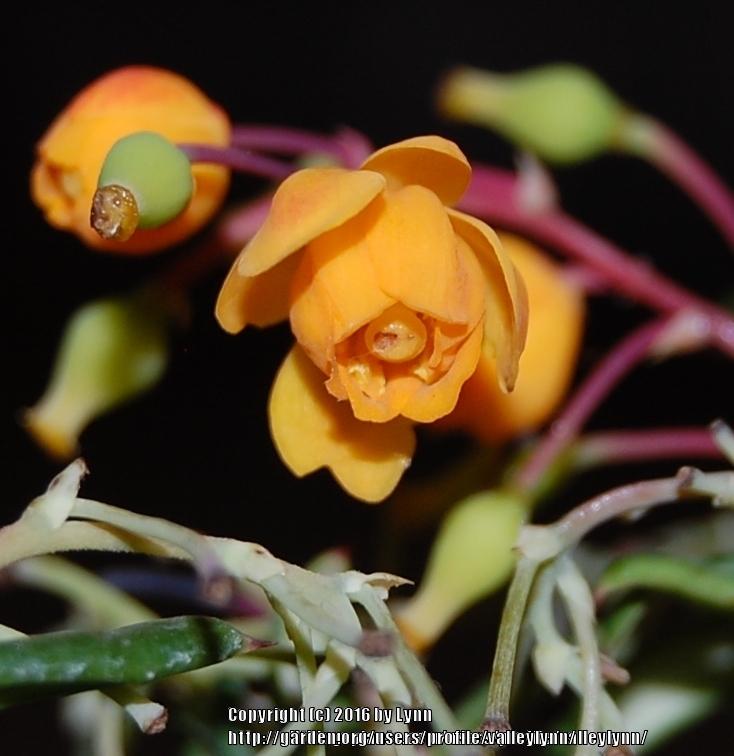 Photo of Rosemary Barberry (Berberis x stenophylla 'Nana Compacta') uploaded by valleylynn