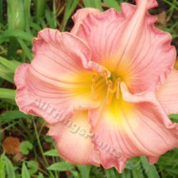 Location: My garden in Southeast Virginia
Date: 07/03/13
Very clear beautiful pink daylily, bloom