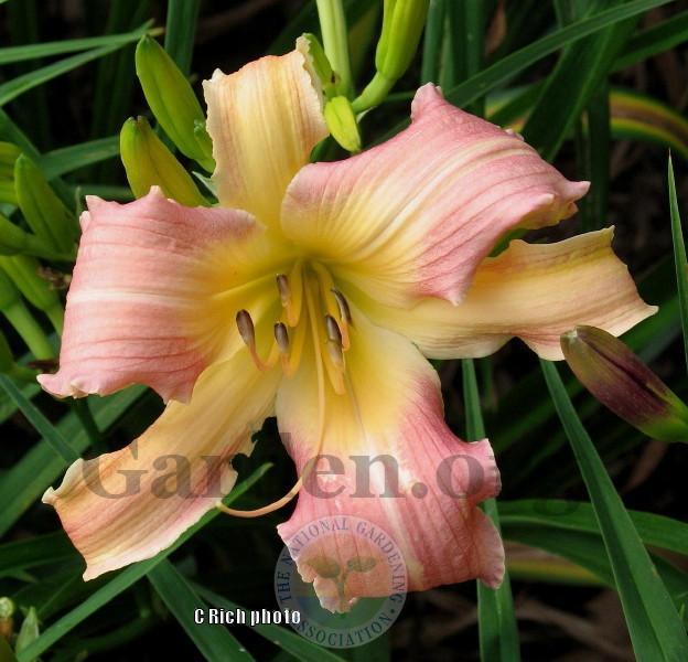 Photo of Daylily (Hemerocallis 'Rings and Things') uploaded by Char