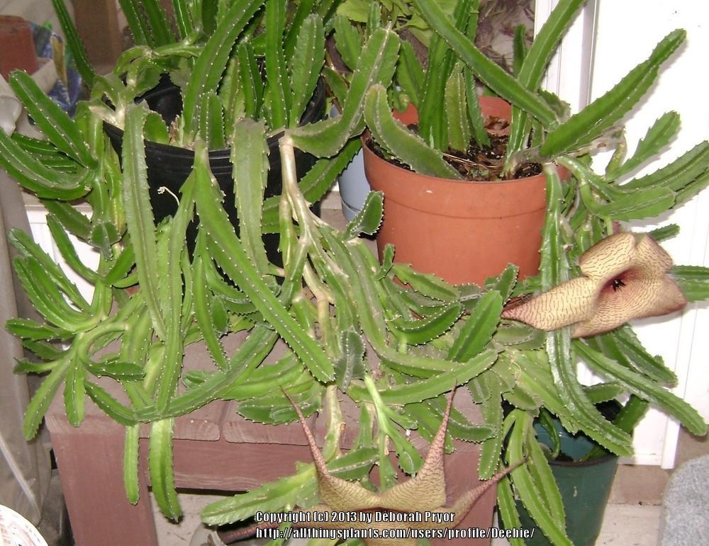 Photo of Starfish Cactus (Ceropegia grandiflora) uploaded by Deebie