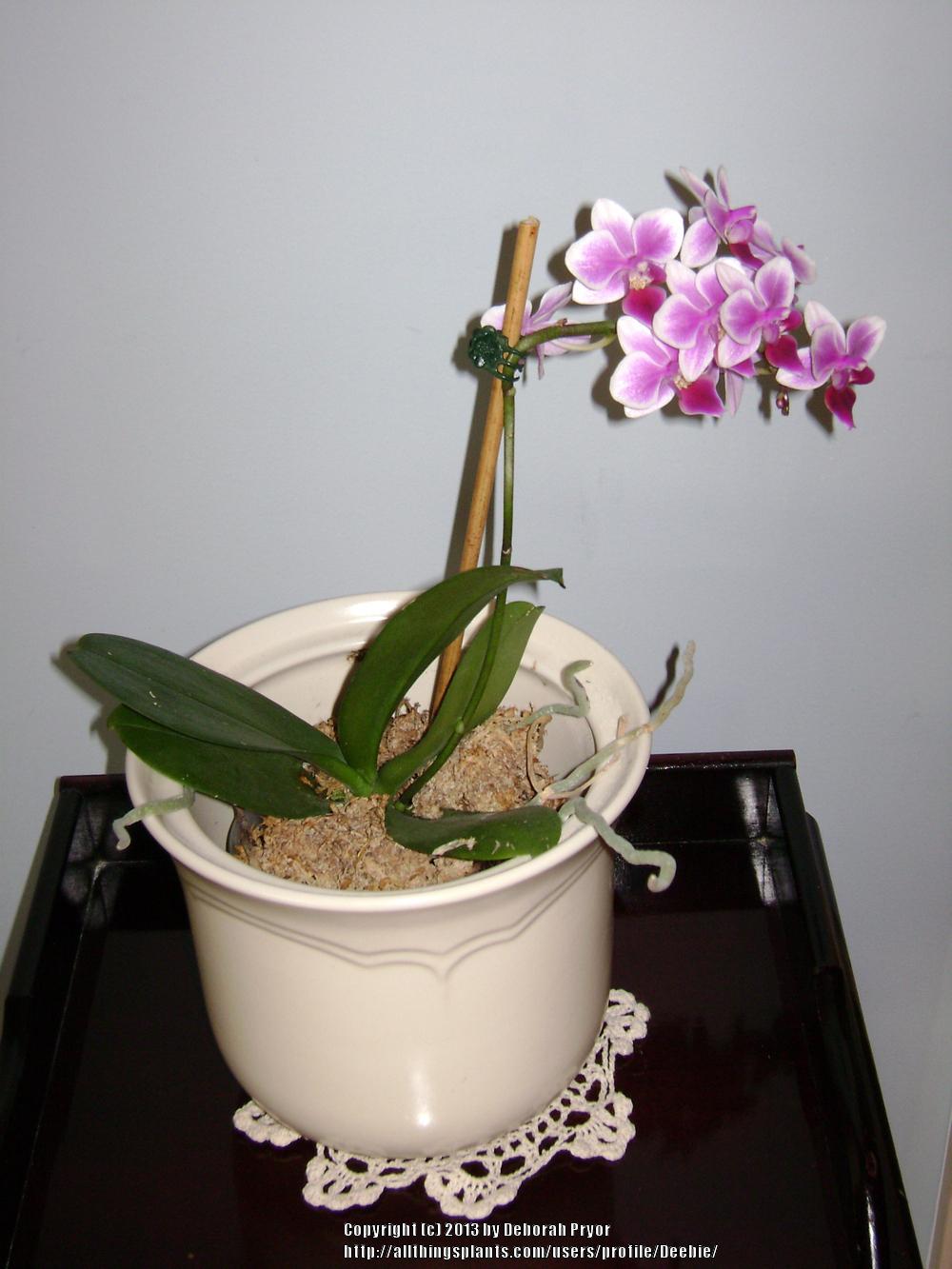 Photo of Moth Orchid (Phalaenopsis) uploaded by Deebie