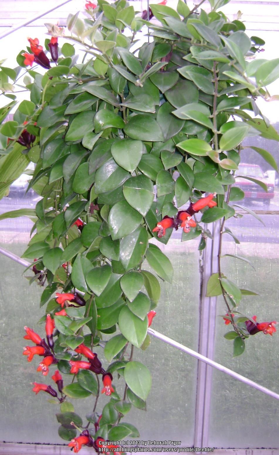 Photo of Lipstick Plant (Aeschynanthus radicans) uploaded by Deebie