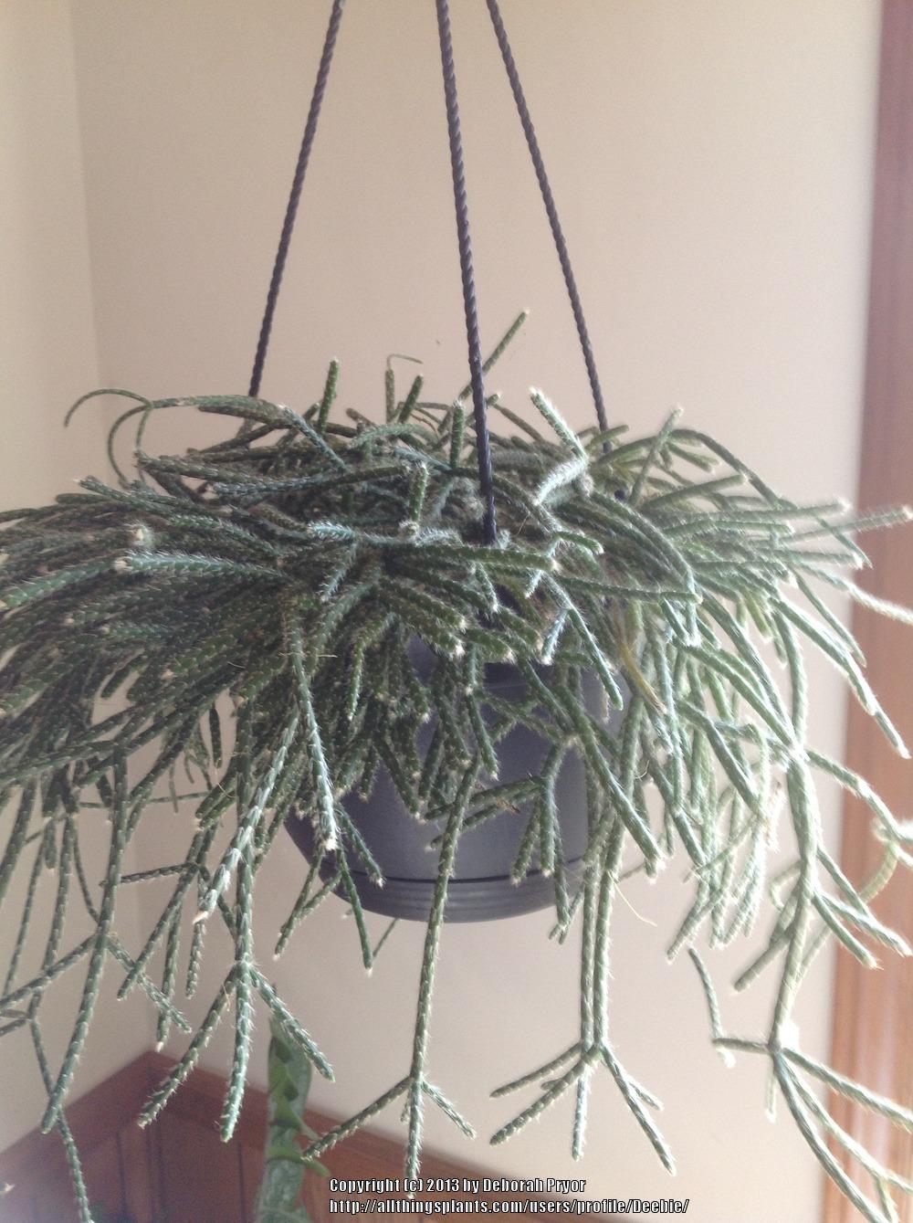 Photo of Mistletoe Cactus (Rhipsalis pilocarpa) uploaded by Deebie