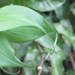 Location: Southwest Florida
Date: November 2013
Showing the tendrils on the leaves that make this a climbing Lily