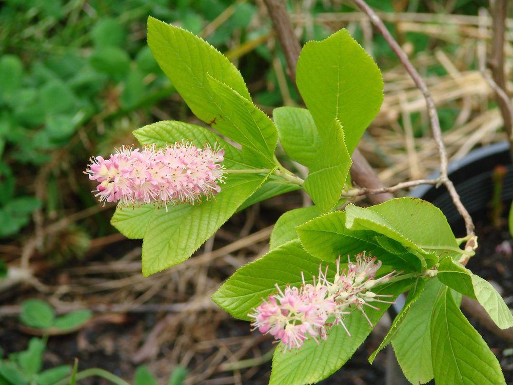 Photo of Sweet Pepperbush (Clethra alnifolia 'Ruby Spice') uploaded by Joy