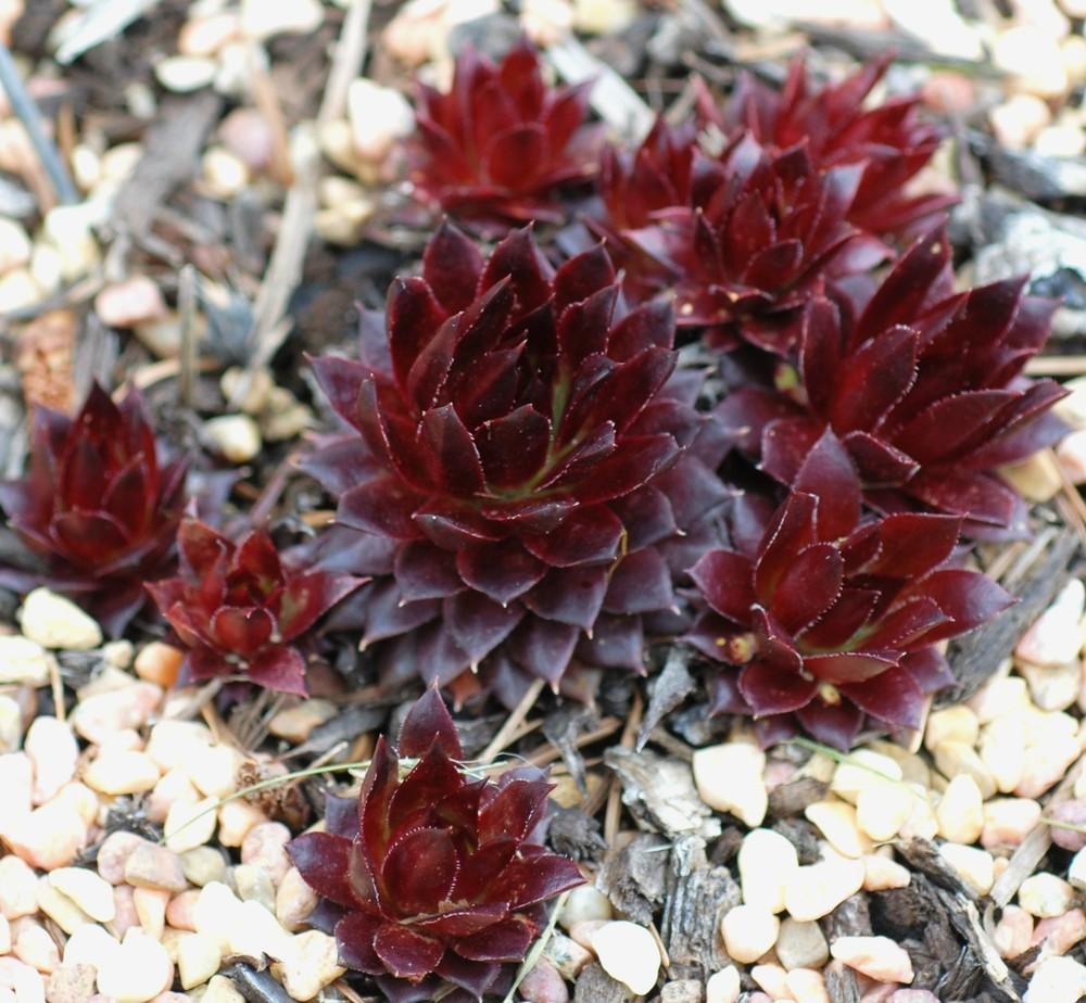Photo of Hen and Chick (Sempervivum 'Red Hot Chili') uploaded by JungleShadows