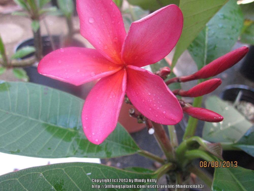 Photo of Plumeria (Plumeria rubra 'Kona Cranberry') uploaded by Minderella83