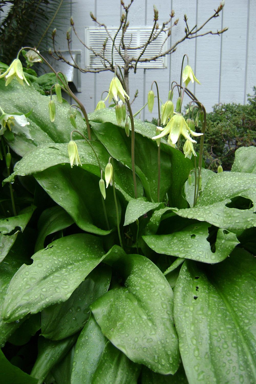 Photo of Trout Lily (Erythronium 'Pagoda') uploaded by RCanada