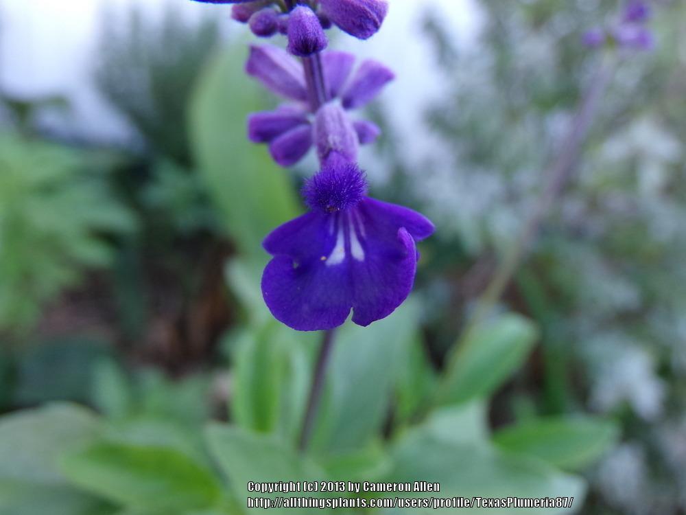 Photo of Mealy Cup Sage (Salvia farinacea 'Blue Bedder') uploaded by TexasPlumeria87