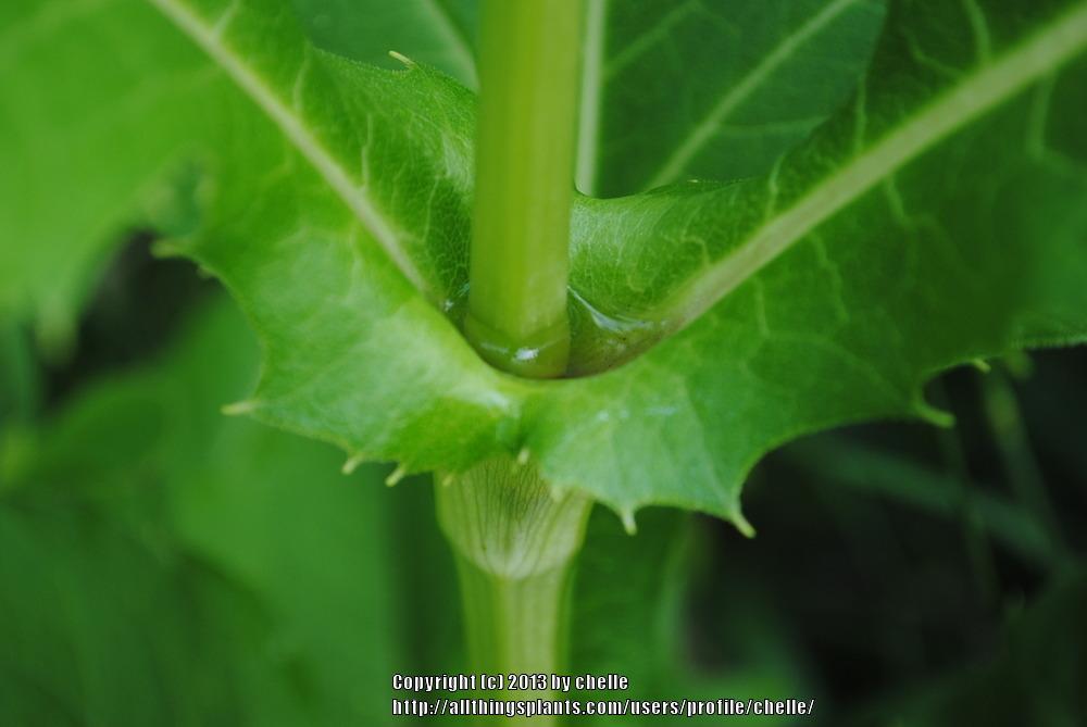 Photo of Cup Plant (Silphium perfoliatum) uploaded by chelle