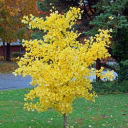 Location: Waterloo IL USA
Date: November 10, 2013
The bright yellow fall foliage of the "Autumn Gold" Ginkgo biloba