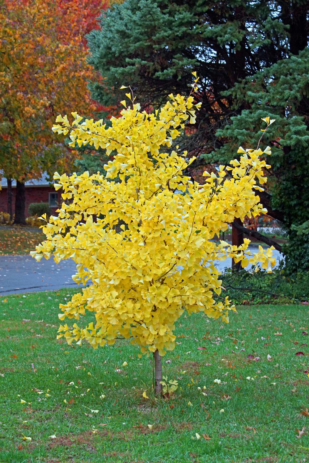 Photo of Maidenhair Tree (Ginkgo biloba 'Autumn Gold') uploaded by davidwalker129