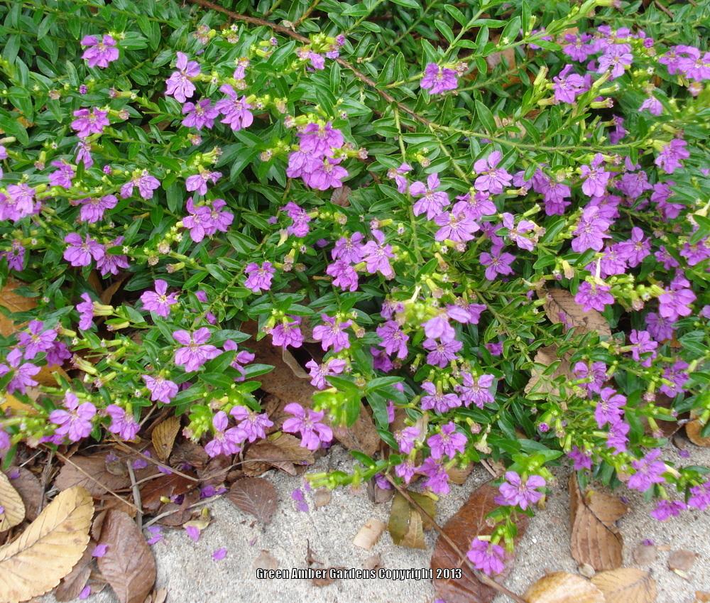 Photo of Mexican Heather (Cuphea hyssopifolia) uploaded by lovemyhouse