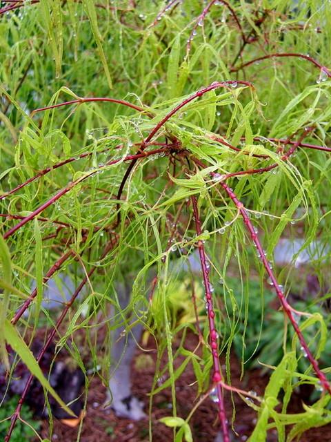 Photo of Japanese Maple (Acer palmatum 'Scolopendrifolium') uploaded by pirl