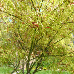Location: Obelisk garden, full sun
Date: 2013-0505
Spring color - vibrant green.