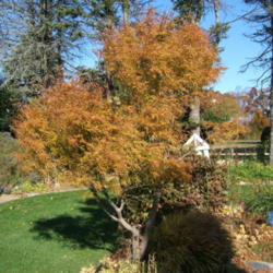 Location: Obelisk garden, full sun
Date: 2013-1111
Autumn color.