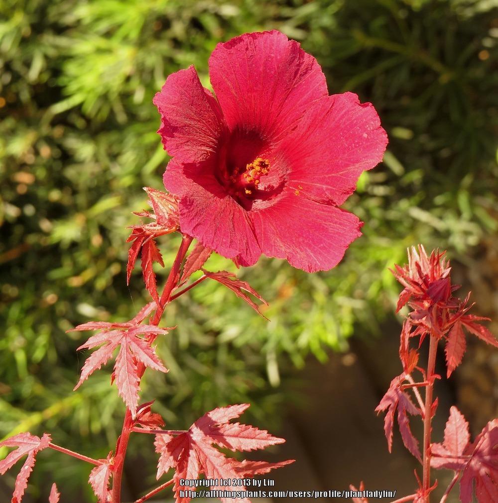 Photo of Hibiscus (Hibiscus acetosella 'Panama Red') uploaded by plantladylin