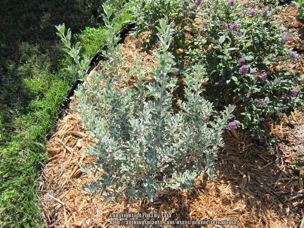 Photo of Texas Sage (Leucophyllum frutescens) uploaded by terrafirma