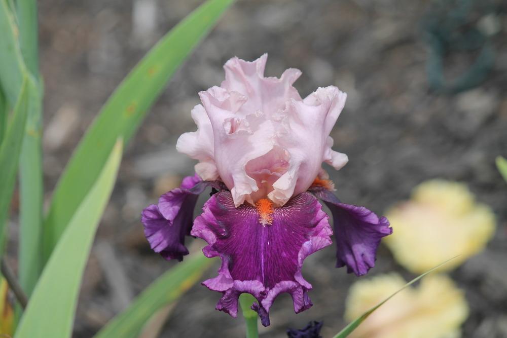 Photo of Tall Bearded Iris (Iris 'Fashion Magic') uploaded by ARUBA1334