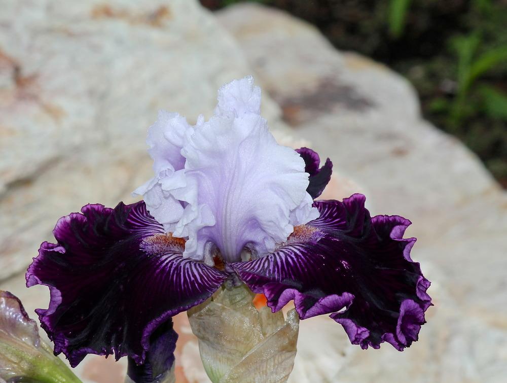 Photo of Tall Bearded Iris (Iris 'Dinner Talk') uploaded by ARUBA1334