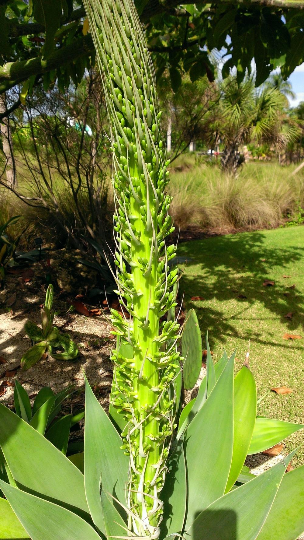 Photo of Foxtail Agave (Agave attenuata) uploaded by Dutchlady1