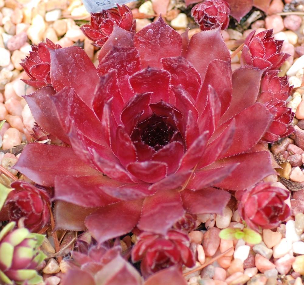 Photo of Hen and Chick (Sempervivum 'Positively Glowing') uploaded by JungleShadows