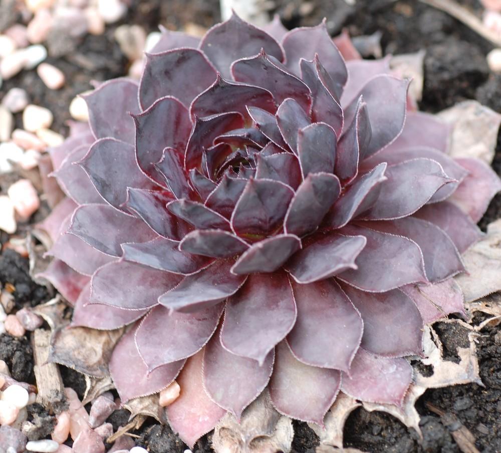Photo of Hen and Chick (Sempervivum 'Forever Midnight') uploaded by JungleShadows