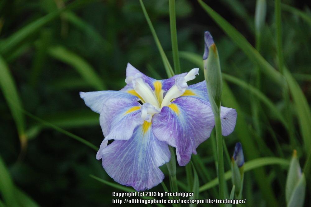 Photo of Irises (Iris) uploaded by treehugger