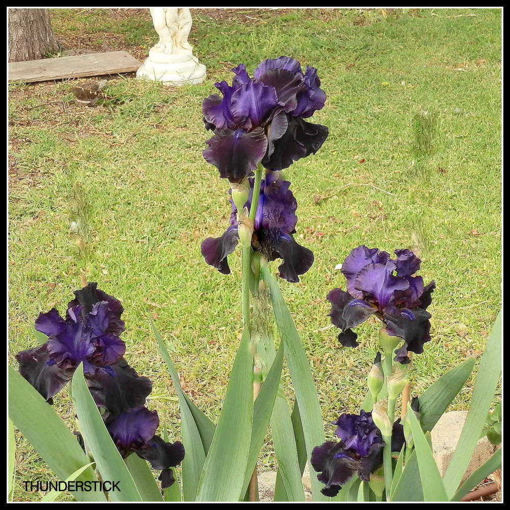 Photo of Tall Bearded Iris (Iris 'Thunderstick') uploaded by Orchid40