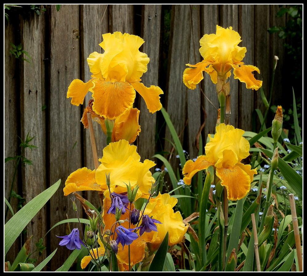 Photo of Tall Bearded Iris (Iris 'Good Earth') uploaded by Orchid40