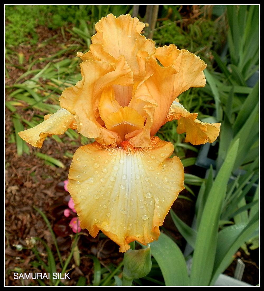 Photo of Tall Bearded Iris (Iris 'Samurai Silk') uploaded by Orchid40