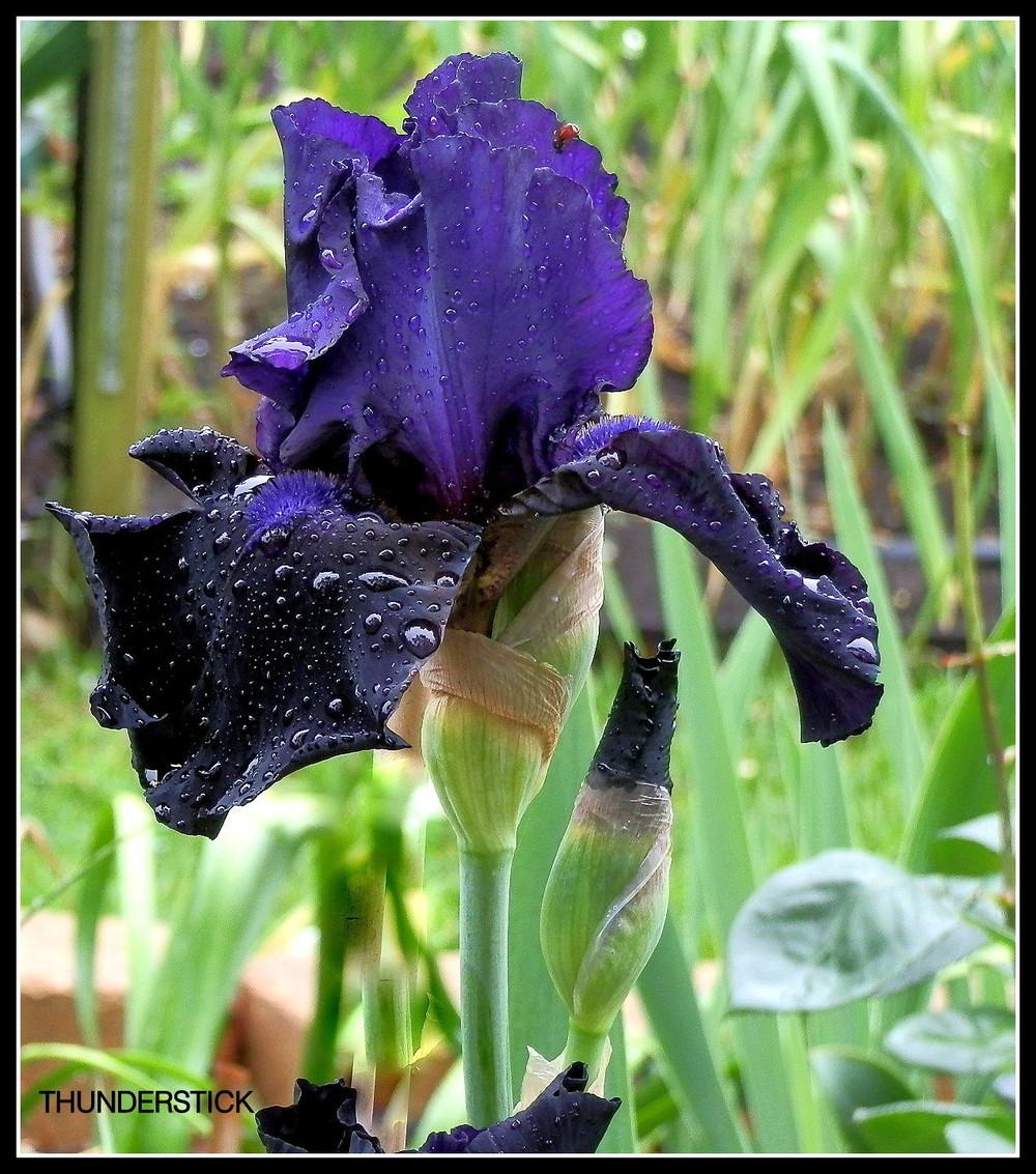 Photo of Tall Bearded Iris (Iris 'Thunderstick') uploaded by Orchid40