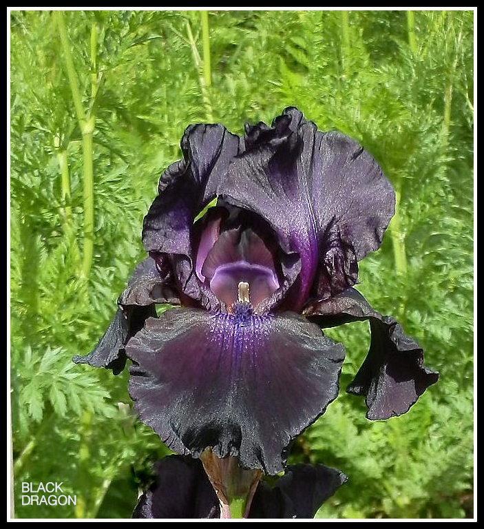 Photo of Tall Bearded Iris (Iris 'Black Dragon') uploaded by Orchid40