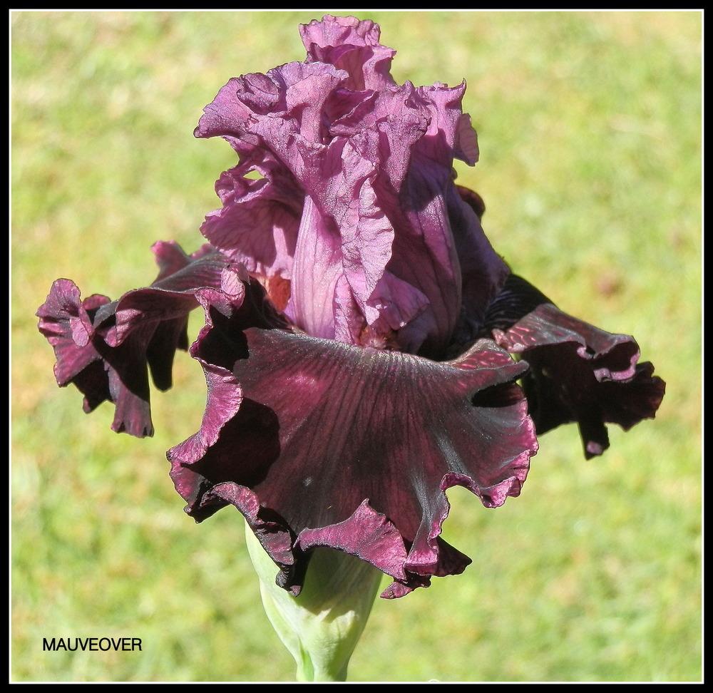 Photo of Tall Bearded Iris (Iris 'Mauve Over') uploaded by Orchid40