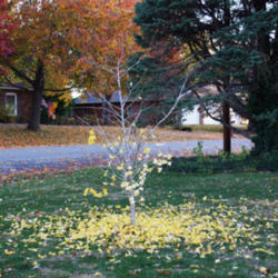 Location: Waterloo IL USA
Date: November 12, 2013
After a hard frost, my Autumn Gold Ginkgo drops its leaves seemin