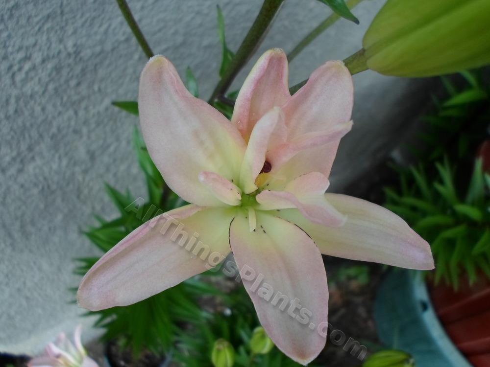 Photo of Lily (Lilium 'Spring Pink') uploaded by dellac