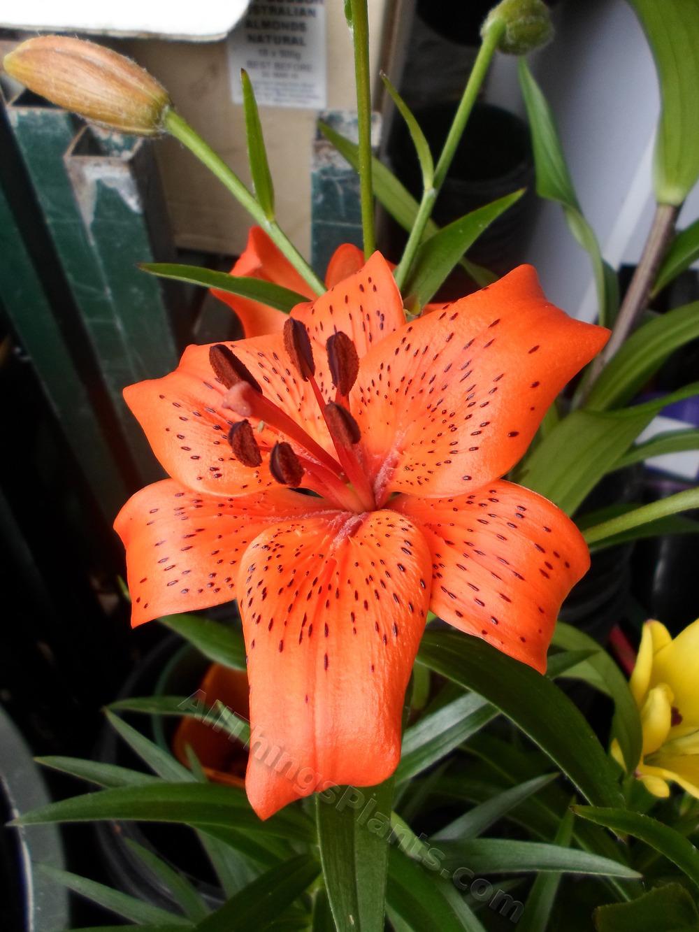 Photo of Lily (Lilium 'Fire King') uploaded by dellac
