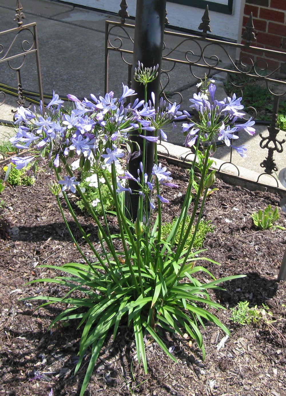 Photo of Lily of the Nile (Agapanthus africanus) uploaded by meadowyck