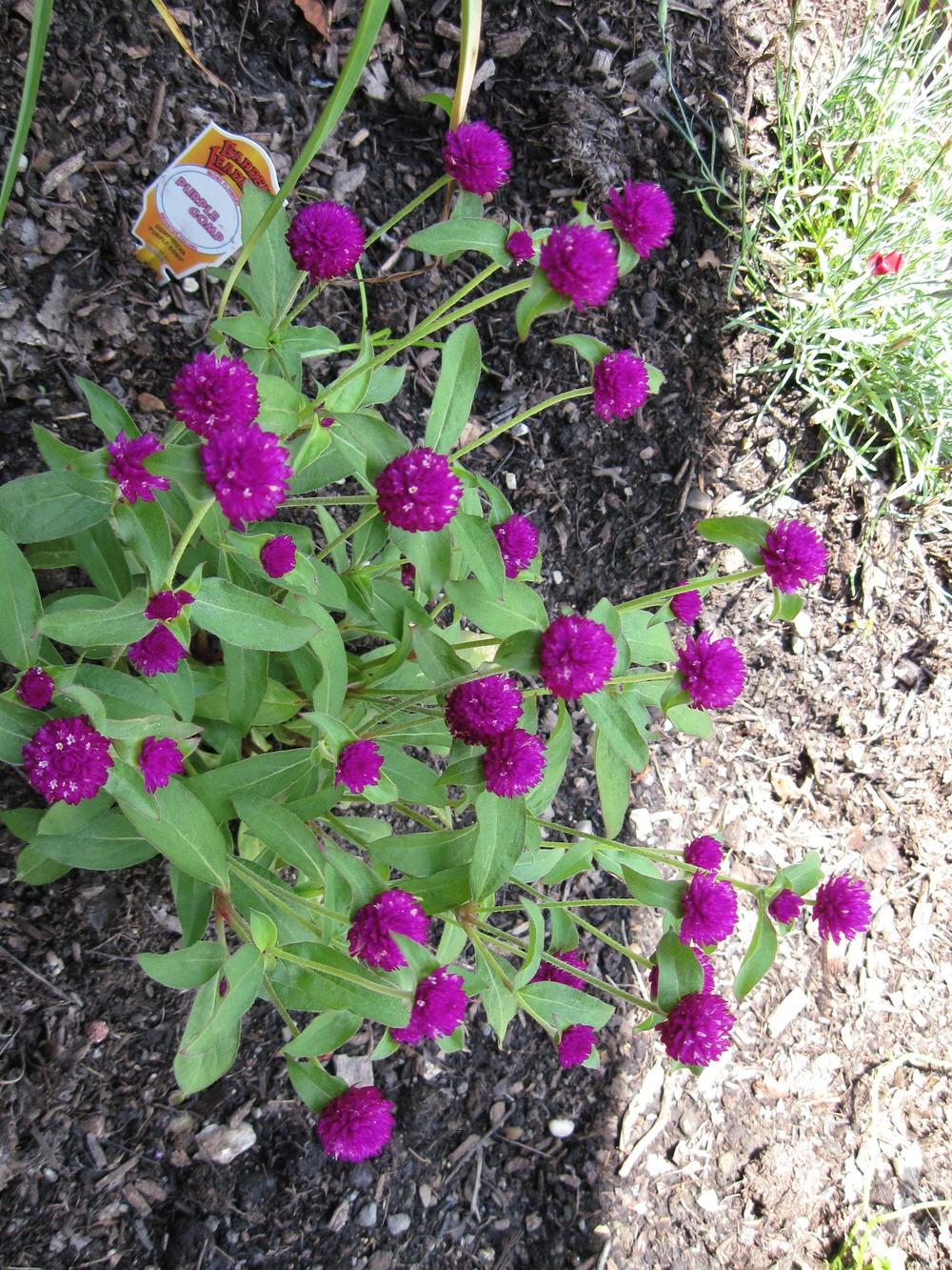 Photo of Globe Amaranth (Gomphrena globosa 'Little Purple Buddy') uploaded by meadowyck