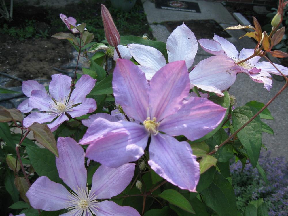 Photo of Clematis 'Proteus' uploaded by meadowyck