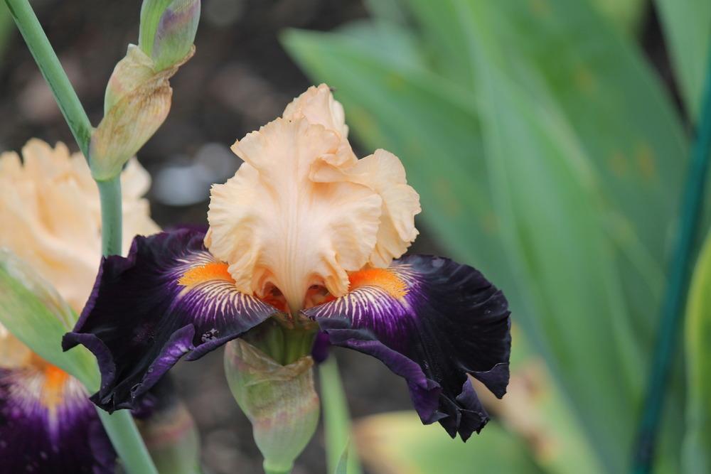 Photo of Tall Bearded Iris (Iris 'Greatest Show on Earth') uploaded by ARUBA1334