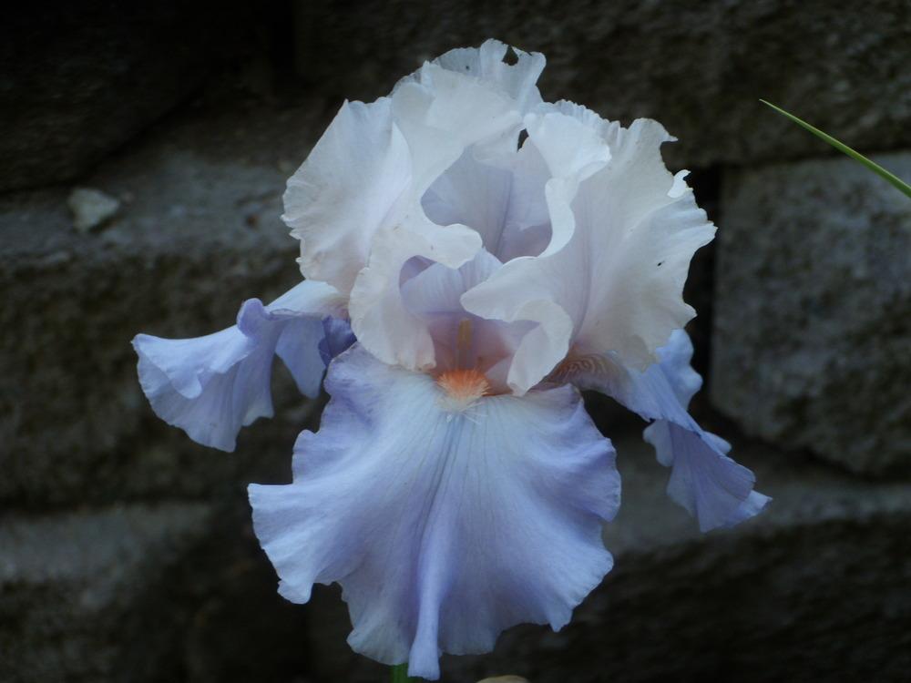 Photo of Tall Bearded Iris (Iris 'Calgary') uploaded by Betja