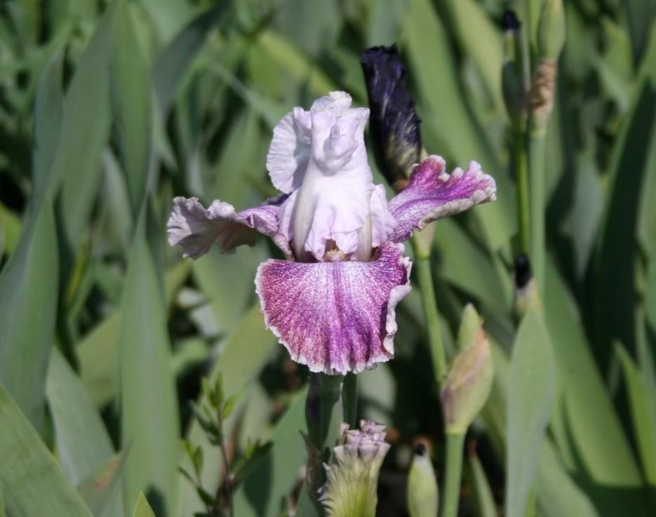 Photo of Tall Bearded Iris (Iris 'Hi There Gorgeous') uploaded by KentPfeiffer