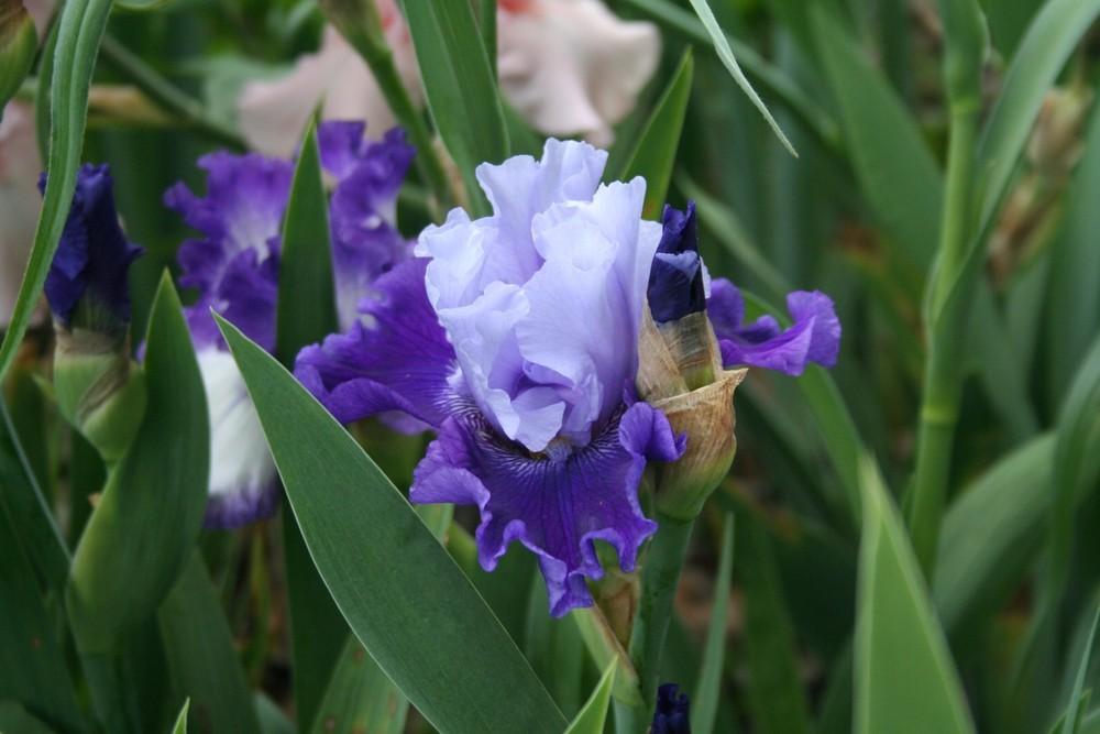 Photo of Tall Bearded Iris (Iris 'Got the Blues') uploaded by KentPfeiffer