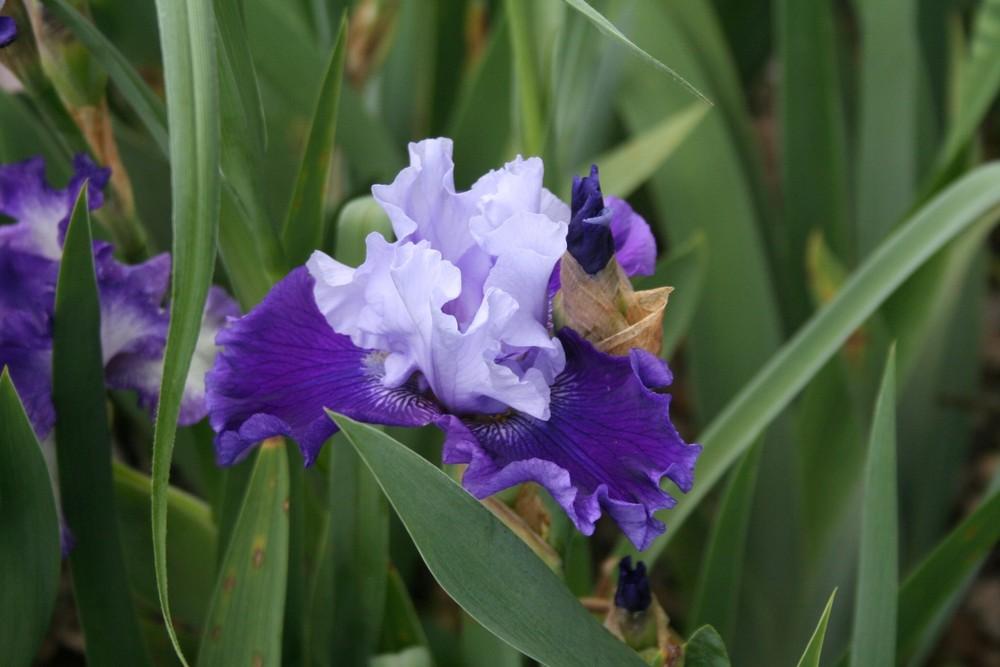 Photo of Tall Bearded Iris (Iris 'Got the Blues') uploaded by KentPfeiffer