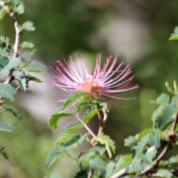 Location: N. E. Medina Co., Texas
Date: October, 2013
Pink Fairyduster bloom