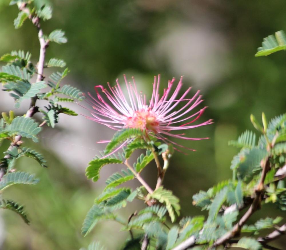 Photo of Pink Fairy Duster (Calliandra eriophylla) uploaded by LindaTX8