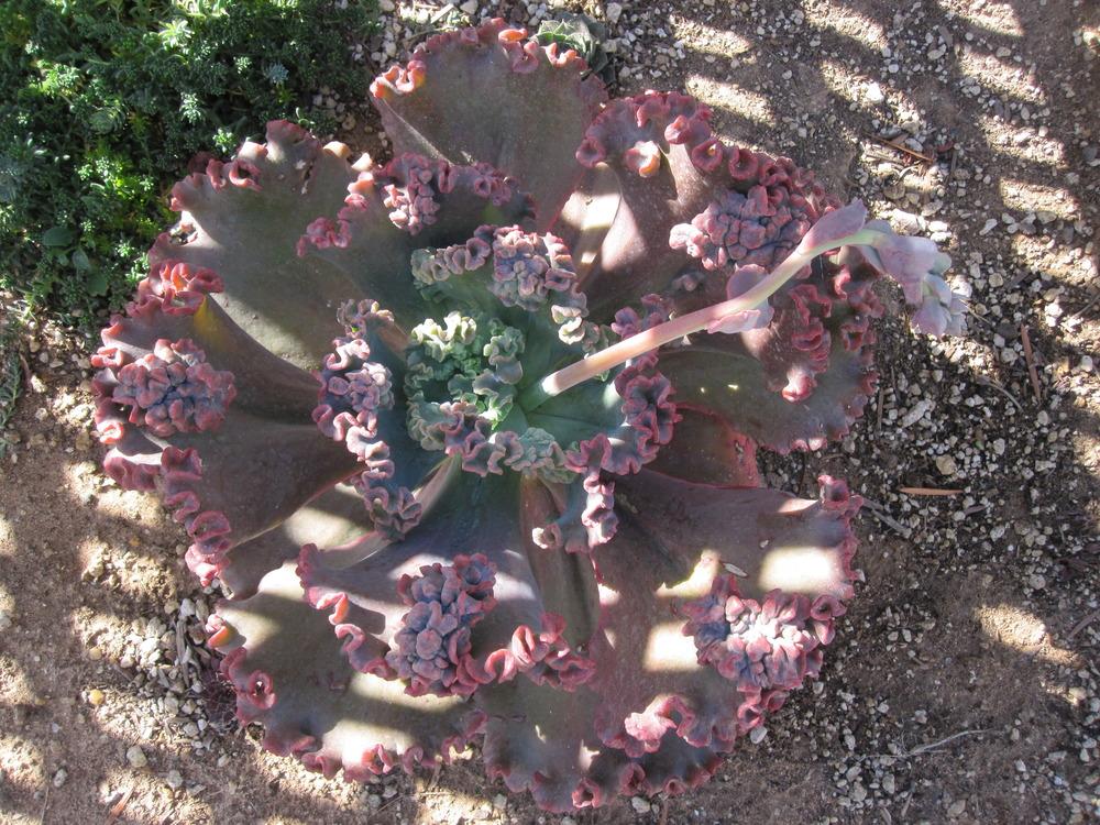 Photo of Echeveria 'Gorgon's Grotto' uploaded by MagerRooRHammer