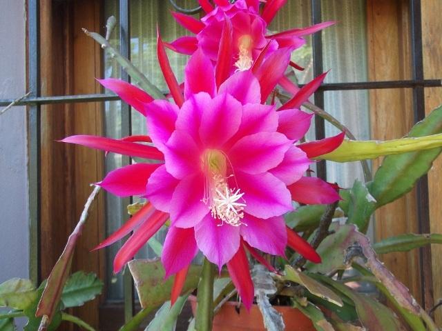 Photo of Orchid Cactus (Epiphyllum 'Pegasus') uploaded by ceci
